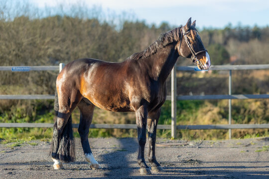 horse in the field