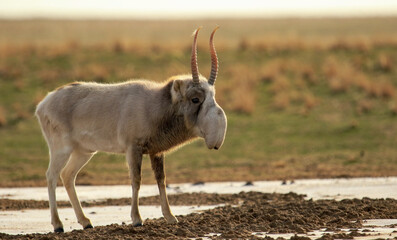 Saiga in winter in a winter coat at a watering hole in the steppe of Kalmykia in the wild © Diana Badmaeva
