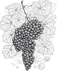 Fototapeta premium Grape are healthy food. And it is a useful fruit.