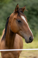 Fototapeta premium portrait of a horse