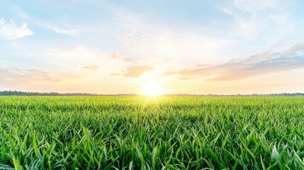 Sunset over a vibrant green field, peaceful landscape. Ideal for nature, agriculture, or environmental themes