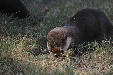 otter in the grass
