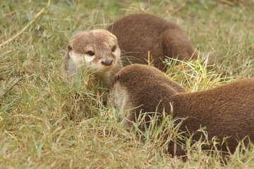 Otters on the ground