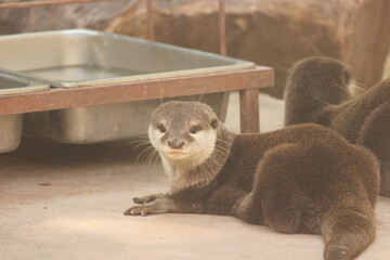 Otter look at camera