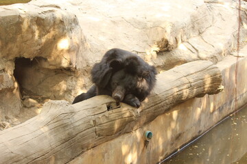 black and white bear