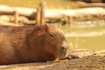 close up of a capybara in a zoo