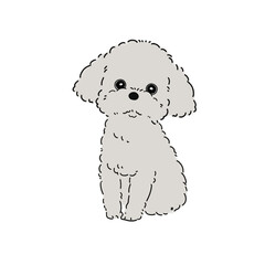 トイプードル(シルバーグレー)