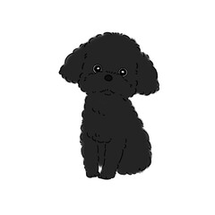 トイプードル(ブラック)