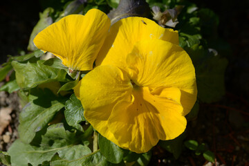 黄色いパンジー