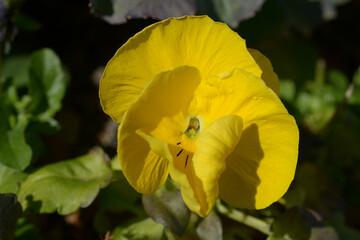 黄色いパンジー
