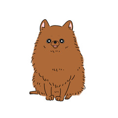 ポメラニアン(ブラウン)