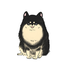 ポメラニアン(ブラックタン)