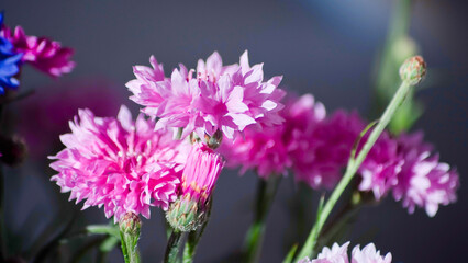 bouquet of spring flowers of pink cornflowers illuminated by rays of sun on background gray background