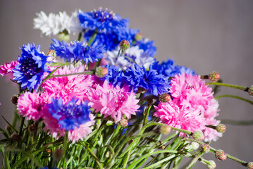 bouquet of spring flowers of blue and pink cornflowers illuminated by the rays of the sun in the background gray background