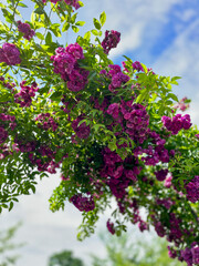 Fototapeta premium Rose2