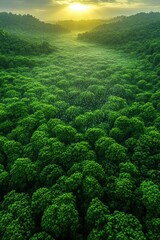 Obraz premium Lush green valley forest, sunset light.
