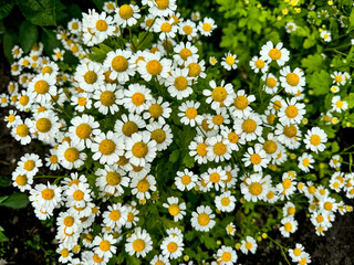 small white daisies on a flowerbed in the park, summer flowers