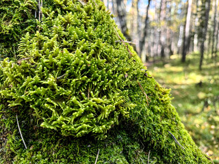 forest green moss on a tree in the forest	