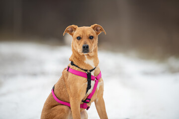 A young Terrier mixed breed dog with floppy ears standing outdoors in the snow