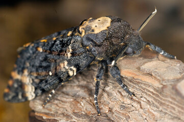 Death's-head Hawkmoth (Acherontia atropos)