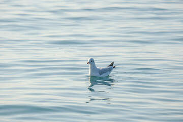 beautiful white seagull on the sea surface