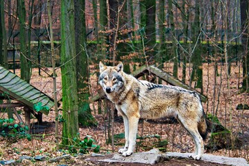 Wolf im Wald 