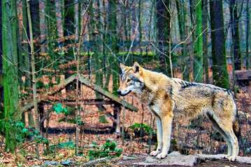 Wolf im Wald 