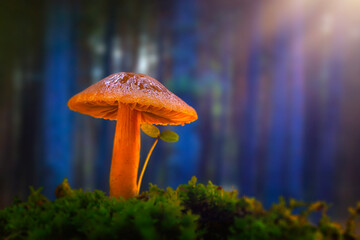 A nature photo featuring mushrooms, one of the most wonderful creatures in the world. Nature background.