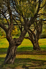 Russia. Moscow Pokrovskoe-Streshnevo Park. Gnarled willow trunks on the lake shore in the autumn city park.