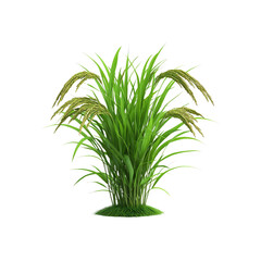 Fototapeta premium Lush Green Rice Plant with Ripe Grains Isolated on Transparent Background