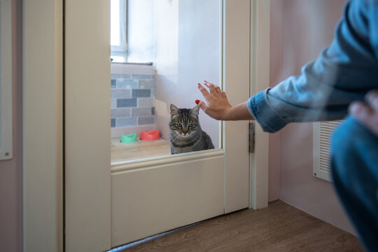 Unrecognizable woman hand on glass door of cat hotel room, gently saying goodbye to cat. Owner leaves pet in professional care for short stay, trusting facility for safety and comfort during absence