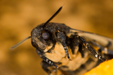 Death's-head Hawkmoth (Acherontia atropos)