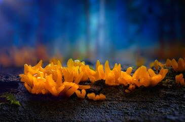 A nature photo featuring mushrooms, one of the most wonderful creatures in the world. Nature...