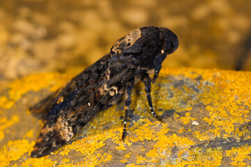 Death's-head Hawkmoth (Acherontia atropos)