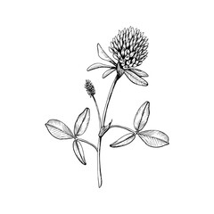 Wild flowering plant blooming clover. Hand drawn botanical vector illustration. Sketch painted by black inks line on white isolated background. For clipart, greeting card, package