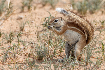 South Africa, Botswana, Kgalagadi Transfrontier Park, Cape Ground Squirrel, South African Ground Squirrel (Geosciurus inauris, Xerus inauris)