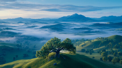 Fototapeta premium Serene Hilltop Oak: A Misty Mountain Panorama at Dawn