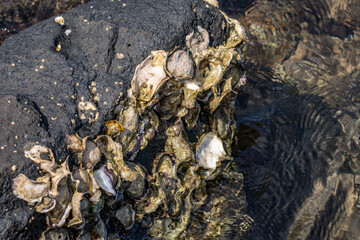 The Pacific oyster, Japanese oyster, or Miyagi oyster (Magallana gigas ) is an oyster native to the Pacific coast of Asia. Pearl Harbor Historic Sites Visitor Center, Honoulu Oahu, Hawaii