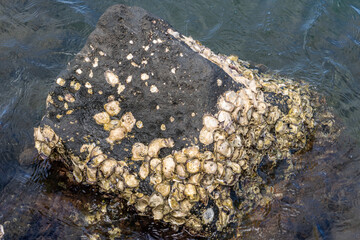 The Pacific oyster, Japanese oyster, or Miyagi oyster (Magallana gigas ) is an oyster native to the Pacific coast of Asia. Pearl Harbor Historic Sites Visitor Center, Honoulu Oahu, Hawaii