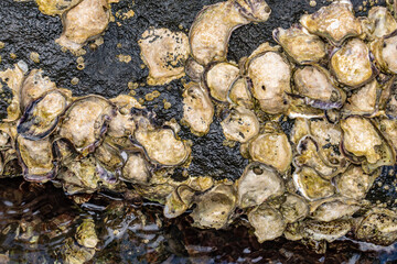 The Pacific oyster, Japanese oyster, or Miyagi oyster (Magallana gigas ) is an oyster native to the Pacific coast of Asia. Pearl Harbor Historic Sites Visitor Center, Honoulu Oahu, Hawaii