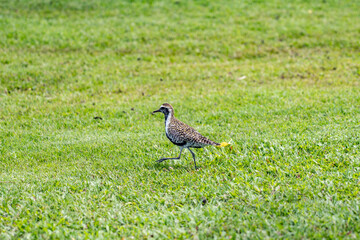 The Pacific golden plover (Pluvialis fulva) is a migratory shorebird that breeds during summer in Alaska and Siberia.  Pearl Harbor Historic Sites Visitor Center, Honoulu Oahu, Hawaii