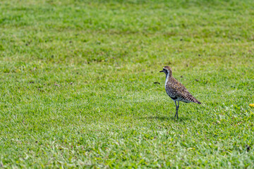 The Pacific golden plover (Pluvialis fulva) is a migratory shorebird that breeds during summer in Alaska and Siberia.  Pearl Harbor Historic Sites Visitor Center, Honoulu Oahu, Hawaii