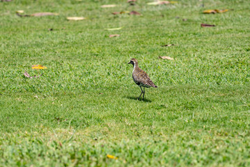 The Pacific golden plover (Pluvialis fulva) is a migratory shorebird that breeds during summer in Alaska and Siberia.  Pearl Harbor Historic Sites Visitor Center, Honoulu Oahu, Hawaii