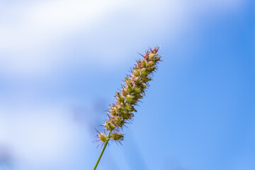 Cenchrus echinatus is a species of grass, southern sandbur, spiny sandbur, southern sandspur, and in Australia, Mossman River grass. Pearl Harbor Historic Sites Visitor Center, Honoulu Oahu, Hawaii