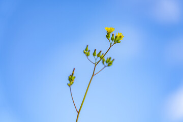 Youngia japonica, commonly called Oriental false hawksbeard, is a species of flowering plant in the family Asteraceae.  Pearl Harbor Historic Sites Visitor Center, Honoulu Oahu, Hawaii