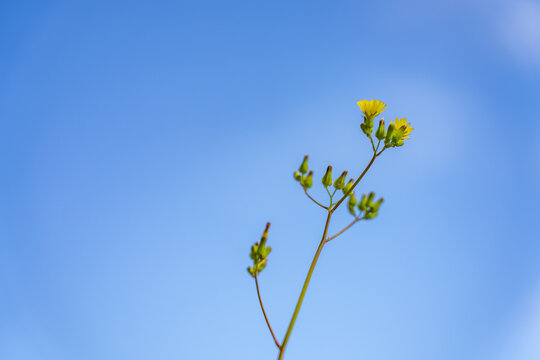 Youngia japonica, commonly called Oriental false hawksbeard, is a species of flowering plant in the family Asteraceae.  Pearl Harbor Historic Sites Visitor Center, Honoulu Oahu, Hawaii