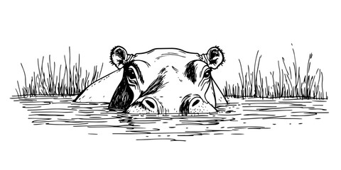 hippopotamus emerging from water hand-drawn doodle sketch style