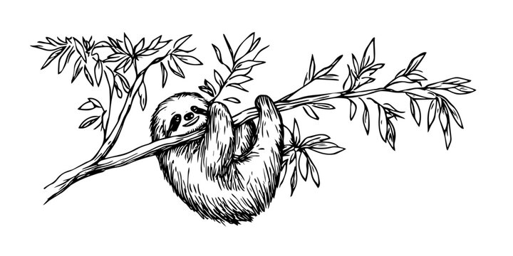 sloth hanging on tree branch hand drawing ink doodle sketch