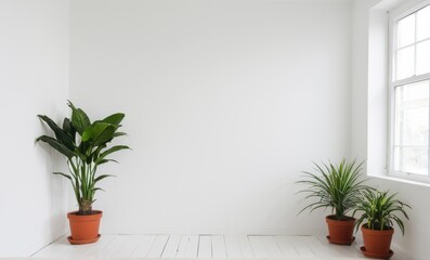 Fototapeta premium Three potted plants in a white room, with a bright window on the right side...Concept: Minimalist living, plant display.