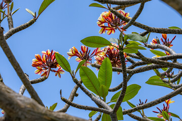 Plumeria , frangipani, is a genus of flowering plants in the subfamily Rauvolfioideae, of the family Apocynaceae.  Battleship Missouri Memorial, Pearl Harbo, Honoulu Oahu, Hawaii
